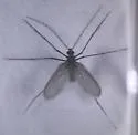 Nemopalpus nearcticus