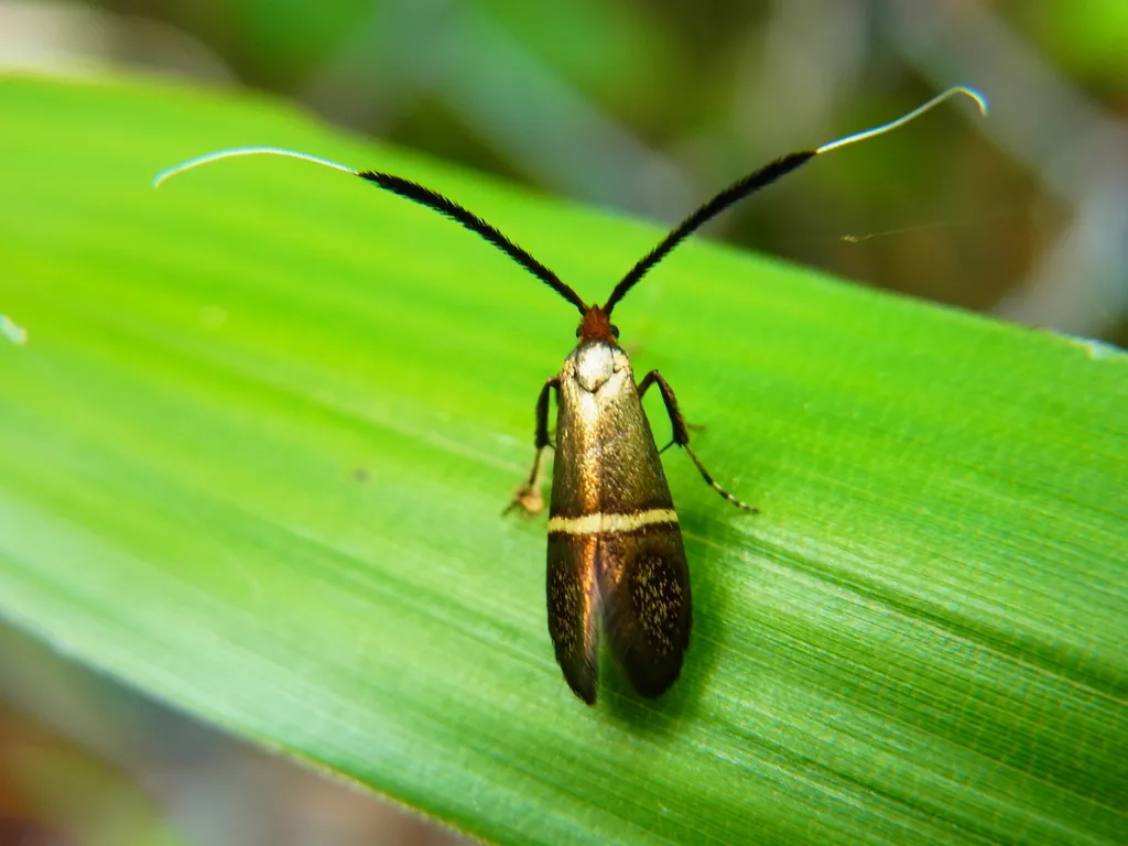 Nemophora aurifera - photo 2