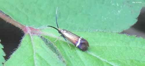 Nemophora aurifera - photo 4