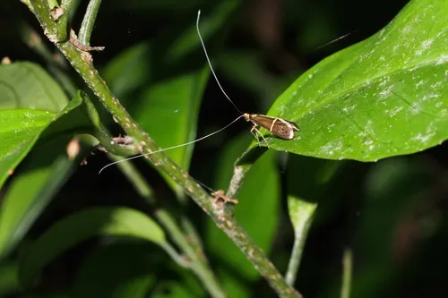 Nemophora aurifera - photo 5