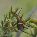 Nemophora bellela - Hodges#0218