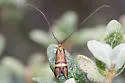 Nemophora bellela - Hodges#0218 - photo 2