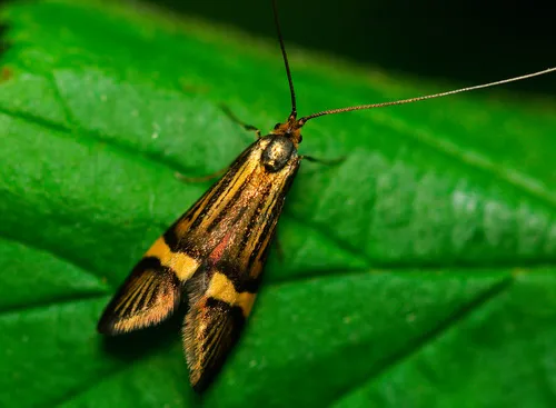 Nemophora degeerella