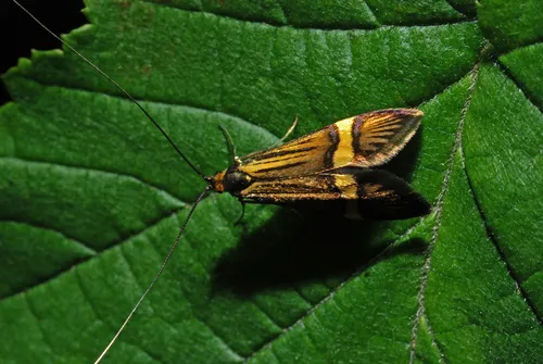 Nemophora degeerella - photo 4
