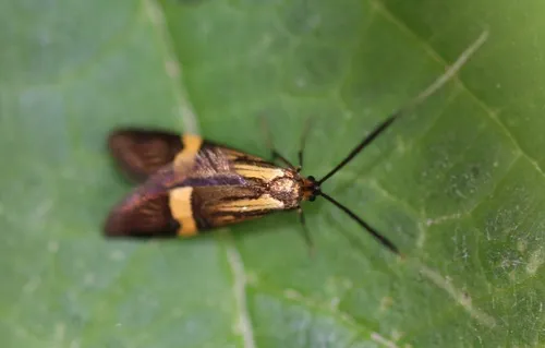 Nemophora degeerella - photo 5