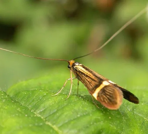 Nemophora degeerella - photo 6