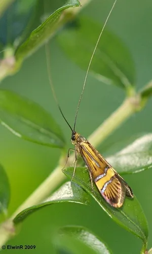 Nemophora degeerella - photo 7