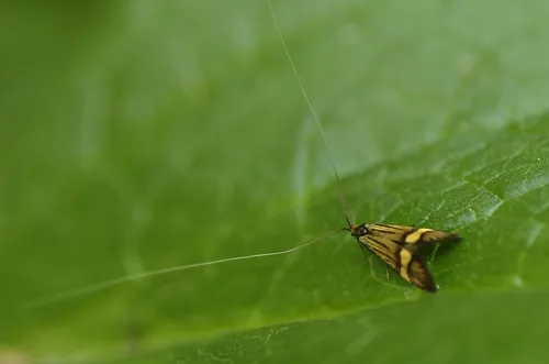 Nemophora degeerella - photo 8