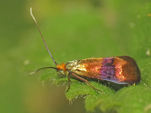 Horehound Longhorn