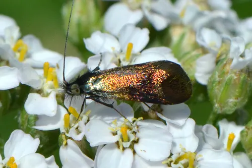 Horehound Longhorn - photo 5