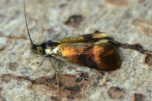 Horehound Longhorn - photo 6