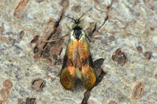 Horehound Longhorn - photo 7