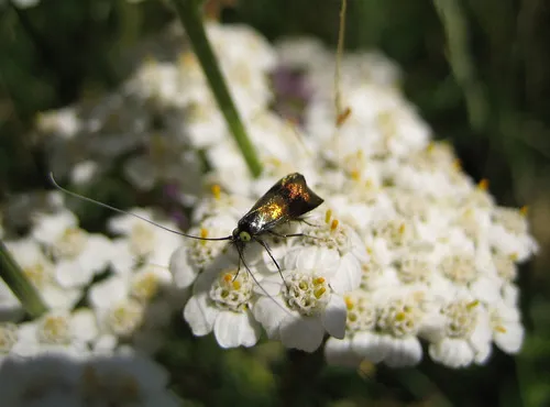 Horehound Longhorn - photo 8