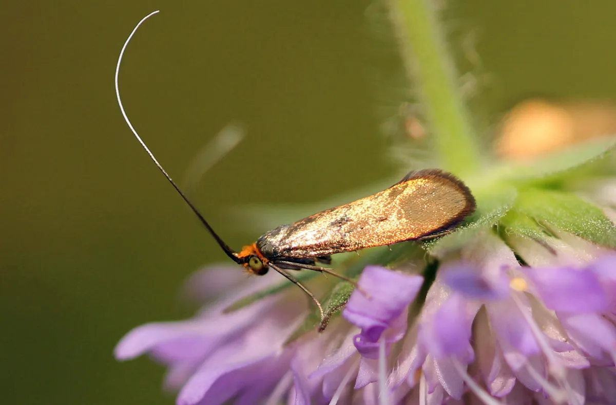 Nemophora metallica - photo 3
