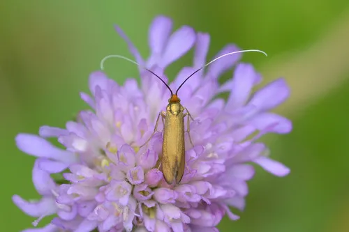 Nemophora metallica - photo 4