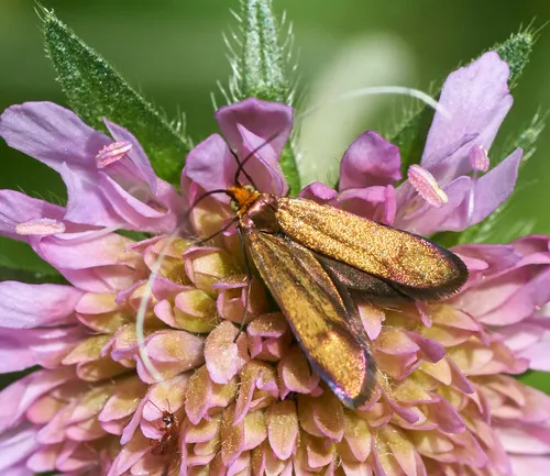 Nemophora metallica - photo 5