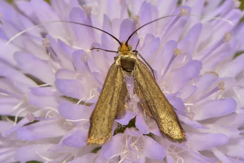 Nemophora metallica - photo 6