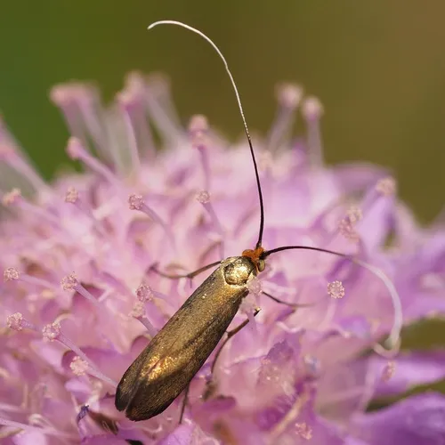 Nemophora metallica - photo 7
