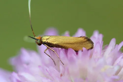 Nemophora metallica - photo 8