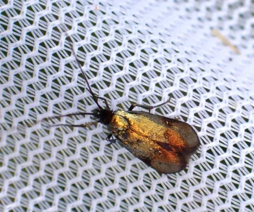 Nemophora minimella