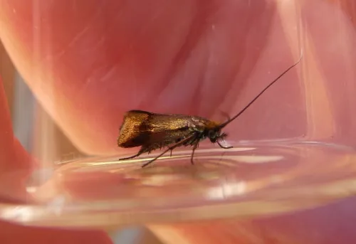 Nemophora minimella - photo 2