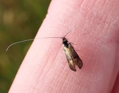 Nemophora minimella - photo 3