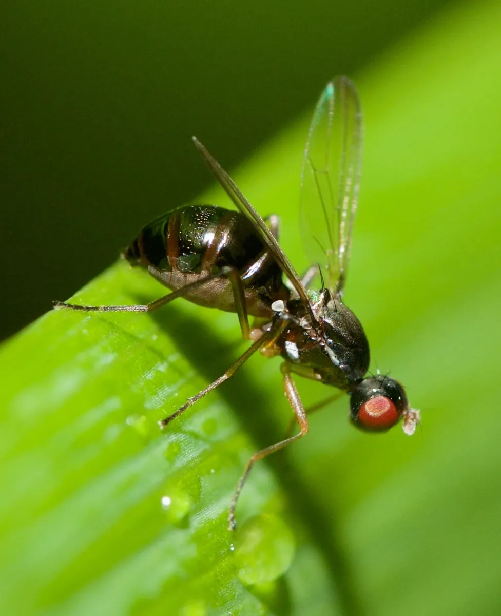 Nemopoda nitidula - photo 3