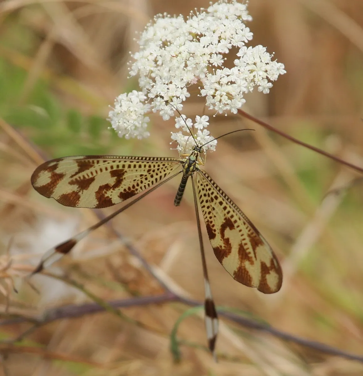 Spoon-winged Lacewings - photo 2