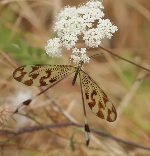 Spoon-winged Lacewings - photo 3