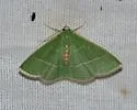 Nemoria albilineata - Hodges#7044.1