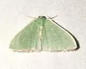 Nemoria albilineata - Hodges#7044.1 - photo 2