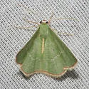 White-barred Emerald Moth - Hodges#7045