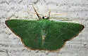 White-barred Emerald Moth - Hodges#7045 - photo 2