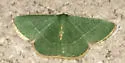 White-barred Emerald Moth - Hodges#7045 - photo 3