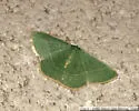 White-barred Emerald Moth - Hodges#7045 - photo 4