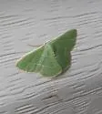 White-barred Emerald Moth - Hodges#7045 - photo 5