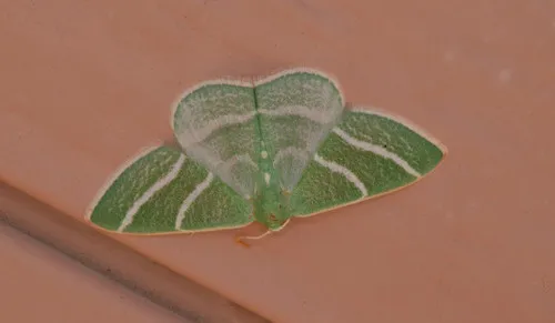 Nemoria caerulescens - Hodges#7042