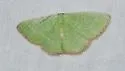 Nemoria catachloa - Hodges#7031 - photo 2