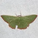 Nemoria catachloa - Hodges#7031 - photo 4