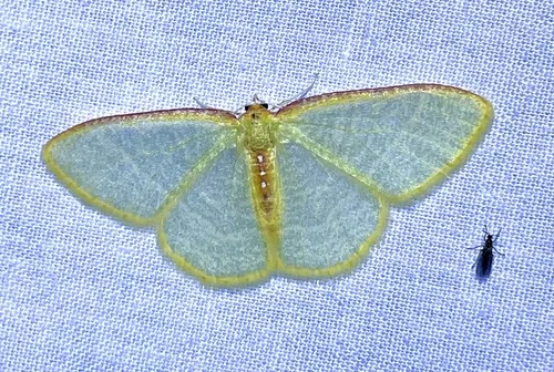 Nemoria daedalea - Hodges#7022
