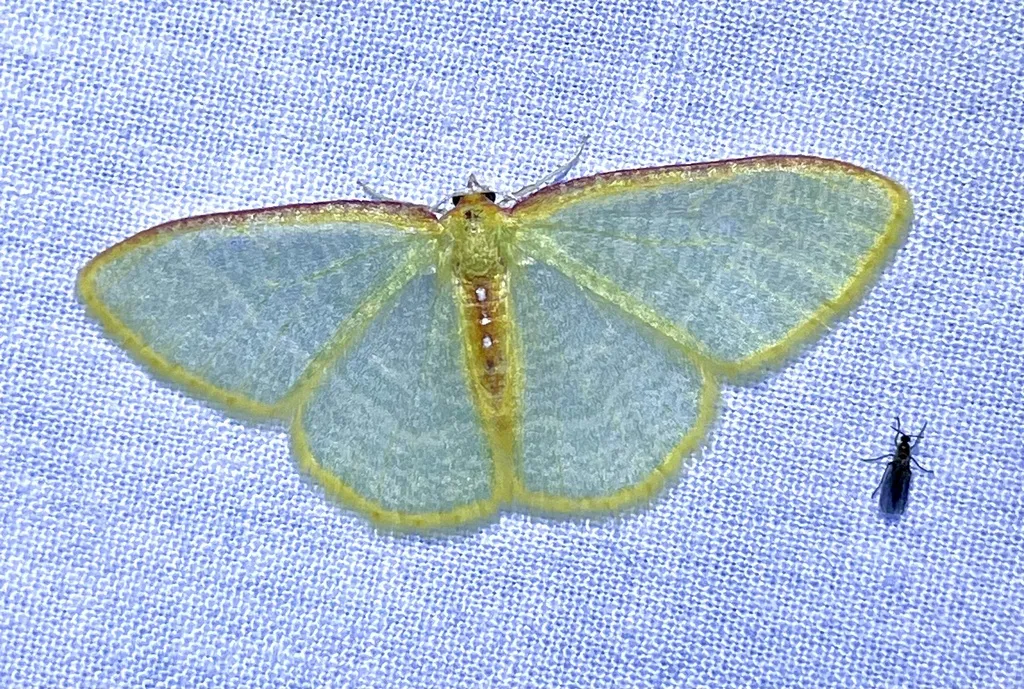 Nemoria daedalea - Hodges#7022 - photo 2