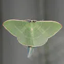 Columbian Emerald - Hodges#7035
