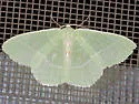 Columbian Emerald - Hodges#7035 - photo 2