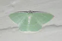 Columbian Emerald - Hodges#7035 - photo 3