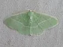 Columbian Emerald - Hodges#7035 - photo 4