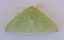 Columbian Emerald - Hodges#7035 - photo 5