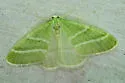 Nemoria diamesa - Hodges#7025 - Nemoria diamesa