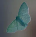 Cypress Emerald Moth - Hodges#7029 - Nemoria elfa