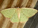 Cypress Emerald Moth - Hodges#7029 - photo 2