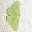 Cypress Emerald Moth - Hodges#7029 - photo 4